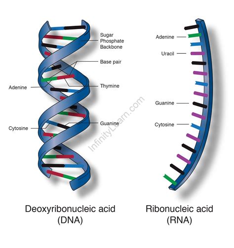 Nucleic Acids: DNA and RNA - Infinity Learn by Sri Chaitanya