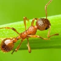 Pavement Ants Guide For CT & MA Homeowners | American Pest Solutions