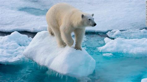 Polar bears could face extinction faster than thought - CNN