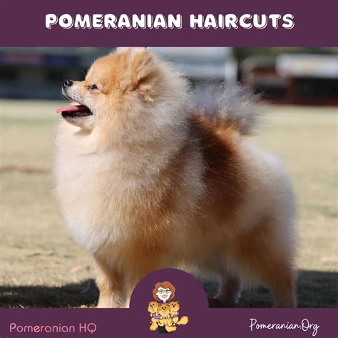 Pomeranian Haircuts and the Pomeranian Lion Cut