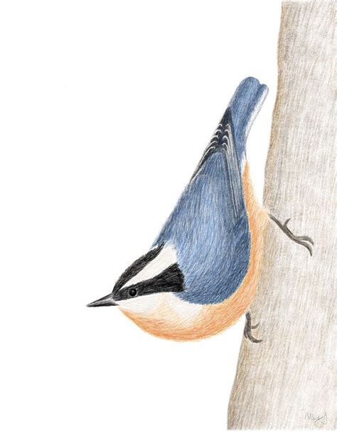 Red-breasted nuthatch | Bird sketch, Apple pencil, Nuthatch