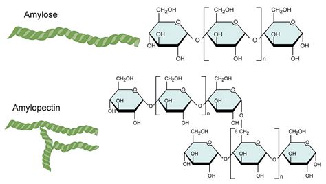 Amylose Molecule