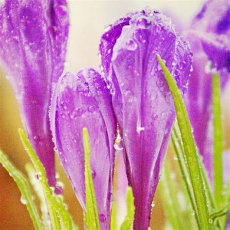 raindrops & tulips | Tulips, Plants, Rain drops