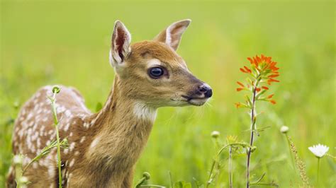 Wallpaper : nature, wildlife, baby animals, whiskers, grassland, fauna, mammal, 1920x1080 px ...