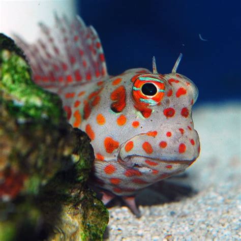 The Red Spotted Blenny or Orange Spotted Blenny is a beautiful algae ...