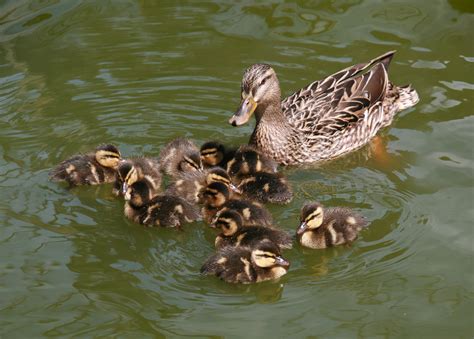 File:Female Mallard and ducklings in Golden Gate Park.jpg - Wikipedia