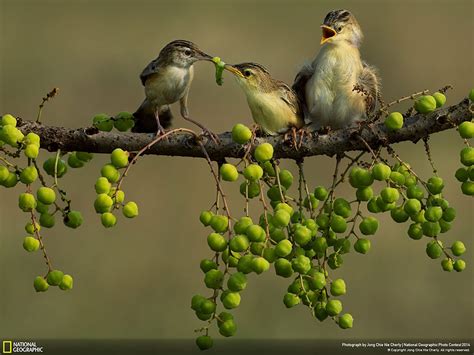 21 Of The Best Nature Photo Entries To The 2014 National Geographic ...