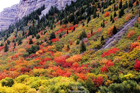 Colorful Fall Trees in Provo Canyon - Ali Biorn Photography