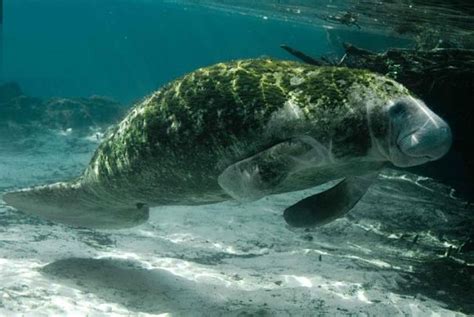 manatee facts, manatee information, seacow facts