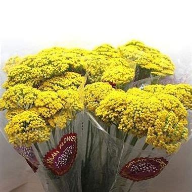 Seasonal Flowers | Wholesale Flowers UK | Wedding Flowers | Triangle ...