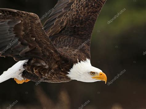 Bald Eagle in Flight Close-Up ⬇ Stock Photo, Image by © ca2hill #72977363