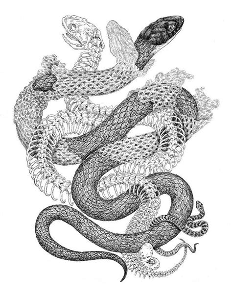 ZOE KELLER | Snake drawing, Snake illustration, Snake art