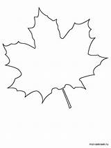 Maple Tree Coloring Page sketch template