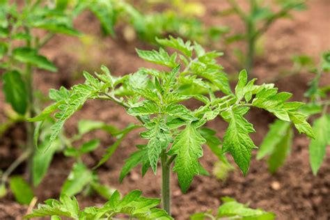 Tomato Plant Growth Timeline: 7 Stages (With Pictures)