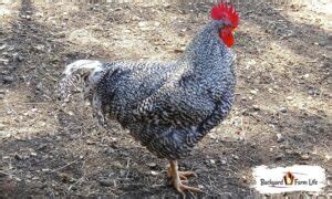 Sapphire Gem Roosters (Characteristics, Temperament, & More)