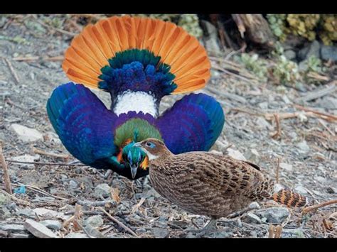 Danphe | National Bird of Nepal | Himalayan Monal