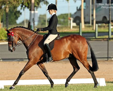 Natural Fence, Hunters, Equestrian, Horses, Animals, Animales, Animaux, Horseback Riding, Animal