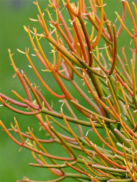 Euphorbia tirucalli 'Rosea' (Fire Sticks) - World of Succulents | Succulent landscaping ...