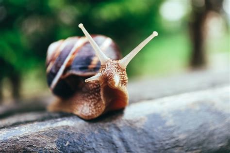 Video Of A Perplexing And Creepy Zombie Snail Freaks Out The Internet - BroBible