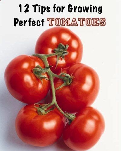 Tomato growing tips | Garden | Pinterest