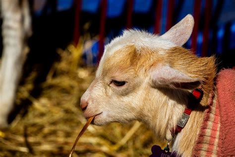 The Pros and Cons of Bottle-Feeding a Baby Goat - PetHelpful