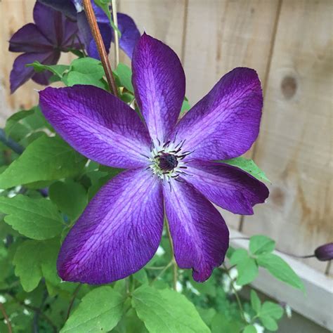 Clematis Violacea. Purple flowers vine | Flowering vines, Purple ...