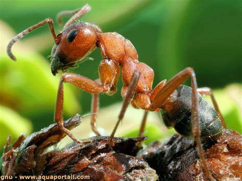 Famille Formicidae (Formicidés) – AquaPortail