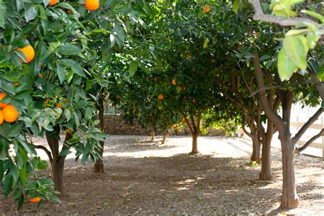 Exciting Small Backyard Orchard Pics Inspiration - Amys Office | Fruit trees backyard, Fruit ...