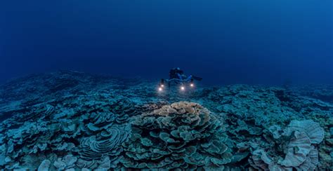 Two miles of Twilight Zone corals discovered off Tahiti | Reef Builders ...