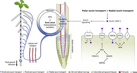 The mechanism of auxin transport in lateral root spacing: Molecular Plant