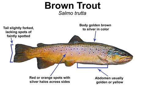 Trout Smart Series: Brown Trout - Fly of the Month Club - Wambolt & Associates