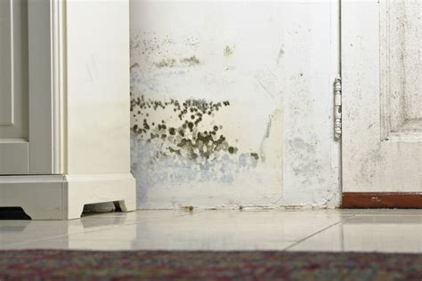 What Is Mold Resistant Drywall and Does It Work?