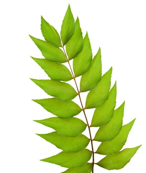 Stem with green leaves stock image. Image of stem, foliage - 26123481