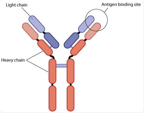 Biochemistry of Antibody-Antigen Interactions