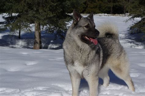 Swedish Elkhound Puppies / Melissa's Diary: Norwegian Elkhound Puppies - The Next Generation ...