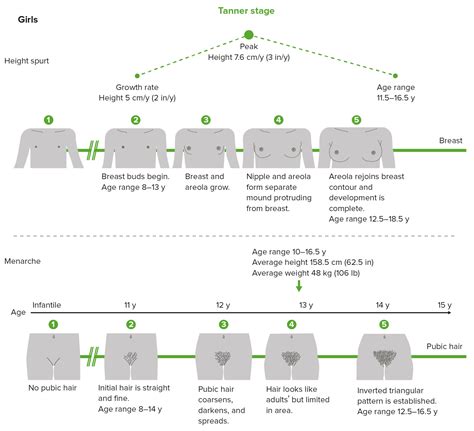 Puberty Girls Stages Chart