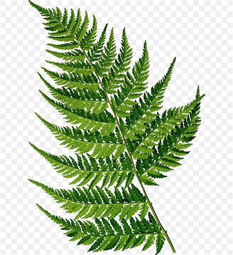 Fern Botanical Illustration Botany Drawing, PNG, 624x899px, Fern, Adiantum Capillusveneris ...