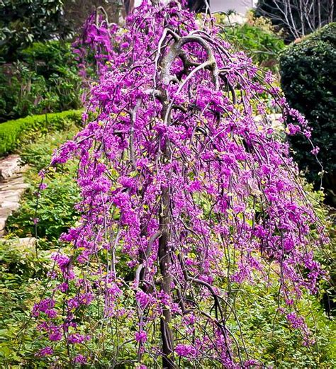 ruby falls redbud - Google Search | Redbud tree, Ornamental trees, Weeping trees