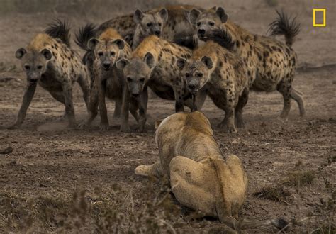 National Geographic Nature Photographer of the Year Contest 2017