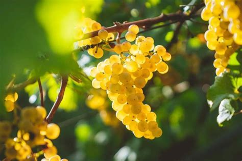 Wine Grapes Explained: 9 Must Know Essentials | GudStory