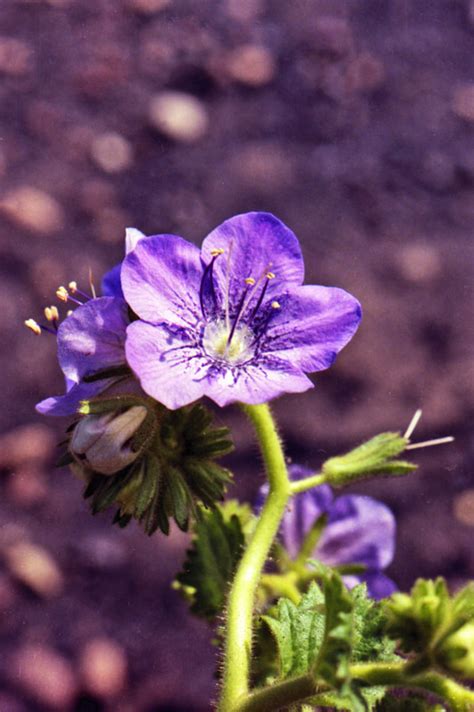 Blue Flowers