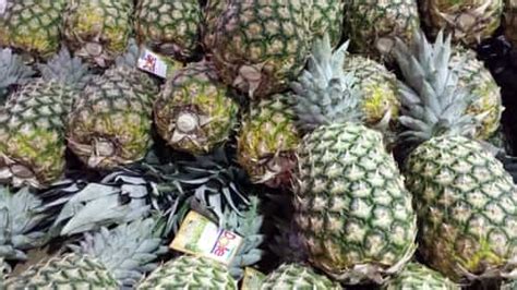 Pineapple Farming Tips