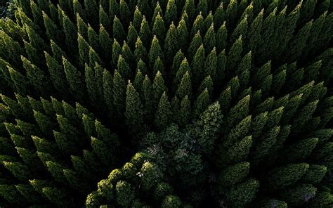 HD wallpaper: black pine trees, mist, forest, nature, landscape ...