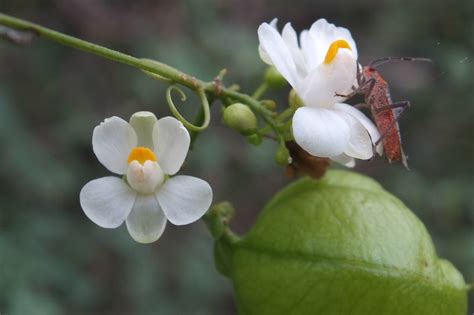 SAPINDACEAE | Pybio Paraguay Biodiversidad