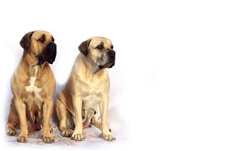 Complete Guide to the American Mastiff | Your Dog Advisor