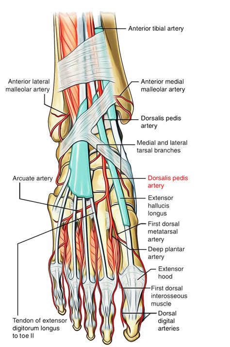 Dorsalis Pedis Artery – Earth's Lab