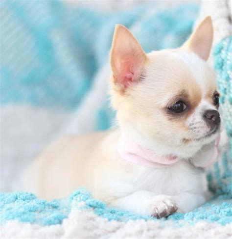 Apple Head Chihuahua For Sale Near Me - All You Need Infos