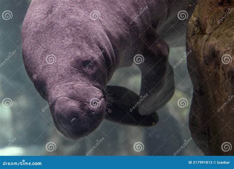 Newborn Baby Manatee Close Up Portrait Stock Image - Image of mammal ...