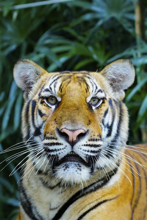 Head of Bengal Tiger in the Rainforest Stock Image - Image of danger, predator: 169746261