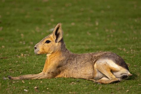 10 Patagonian Mara Facts - Fact Animal